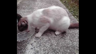 野良猫母子