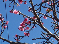 桜～☆ 2020/02/28 14:16:12