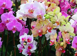 Where Does Orchids Come From