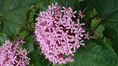 花 沖縄で見られる花 葉 虫