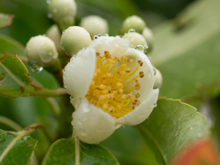 梅雨、大雨の中の花