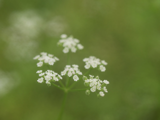 梅雨、大雨の中の花