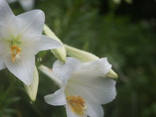 梅雨、大雨の中の花