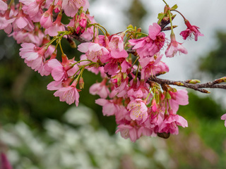 山原　桜　満開