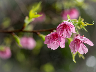 山原　桜　満開