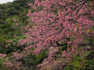 山原　桜　満開