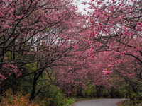 山原　桜　満開 2018/02/06 21:20:12