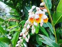 月桃の花言葉！