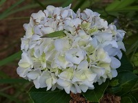 おはようございます。 2015/06/15 07:25:32