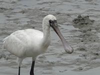 6/11,12　鳥が減っても、漫湖♪ 2019/06/12 23:54:38