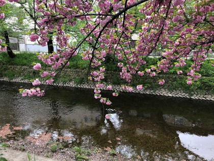 八重桜