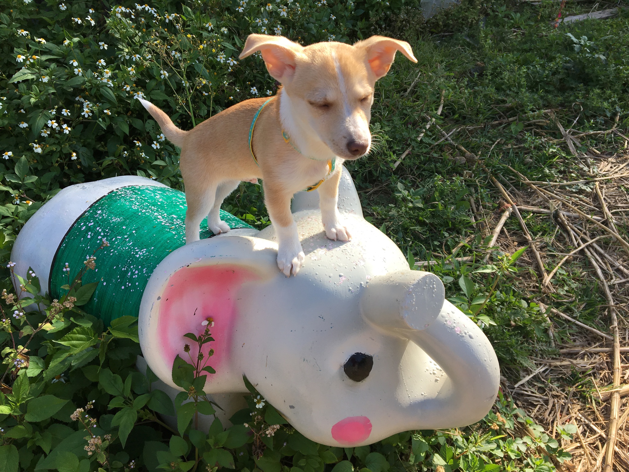 愛犬 コナンくん 沖縄 Okinawa ビーチ乗馬 あおぞらニライカナイ牧場 百名ビーチ