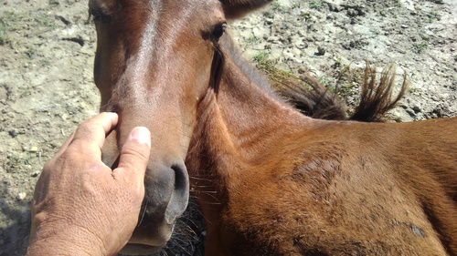 ｢ホース　レボリューション　馬のことは馬に聞け？!｣