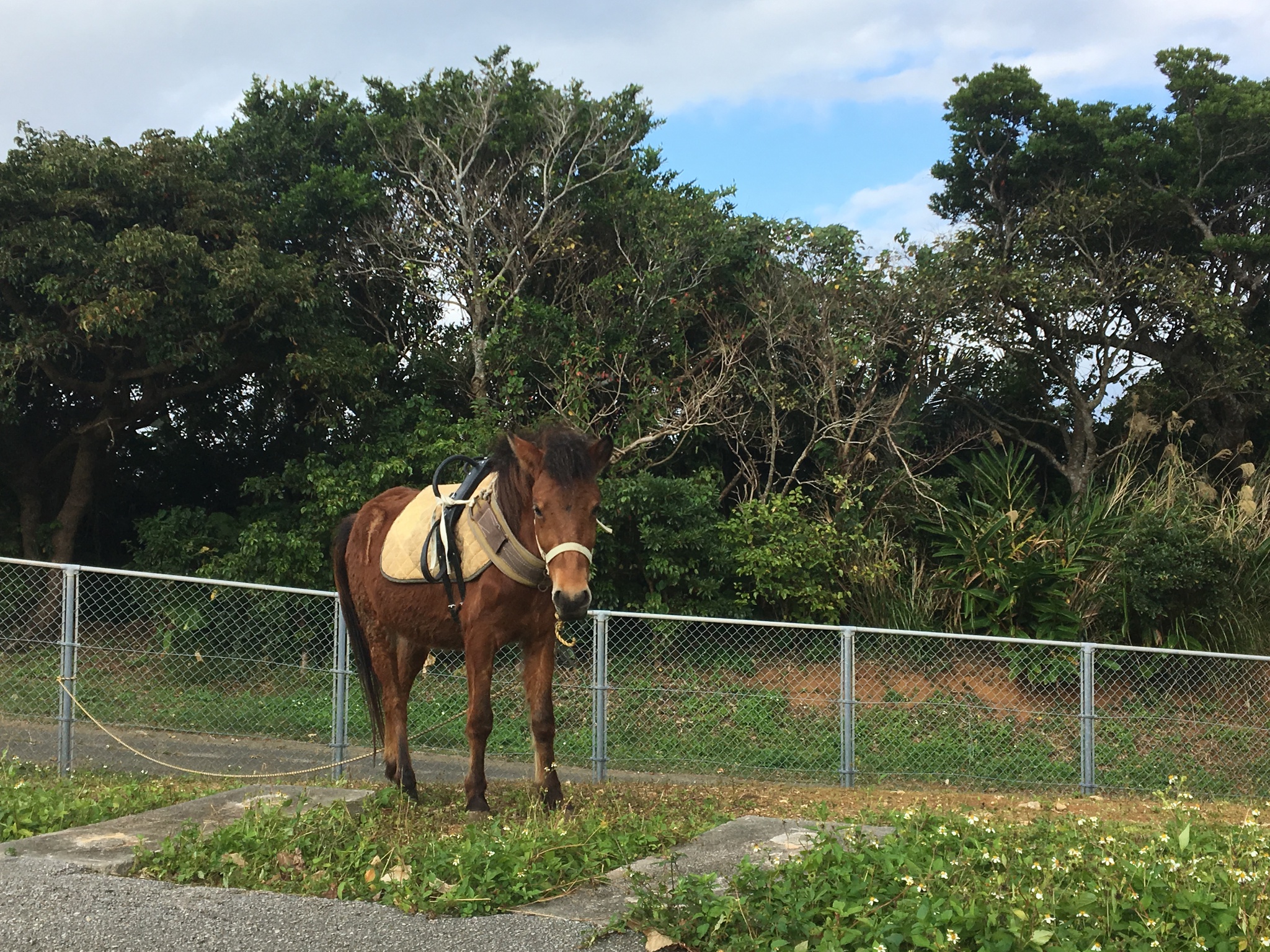 「ヨナグニウマ馬車元年に！」