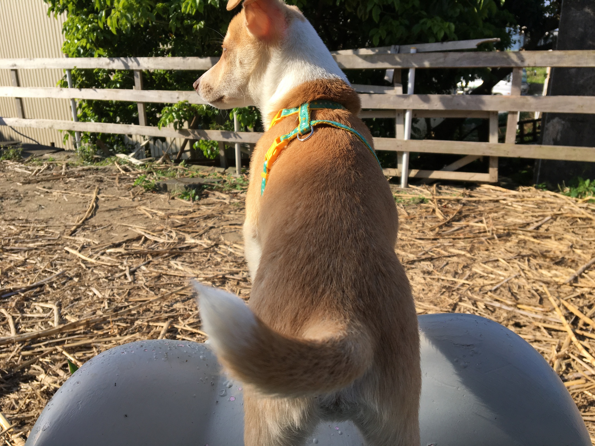 愛犬 コナンくん 沖縄 Okinawa ビーチ乗馬 あおぞらニライカナイ牧場 百名ビーチ