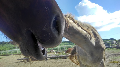 ｢ホース　レボリューション　馬のことは馬に聞け？!｣