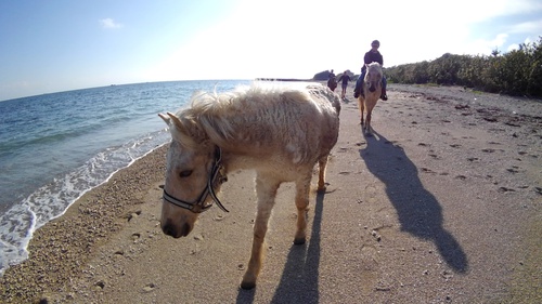 ｢ポカポカ陽気に家族でビーチ乗馬！｣