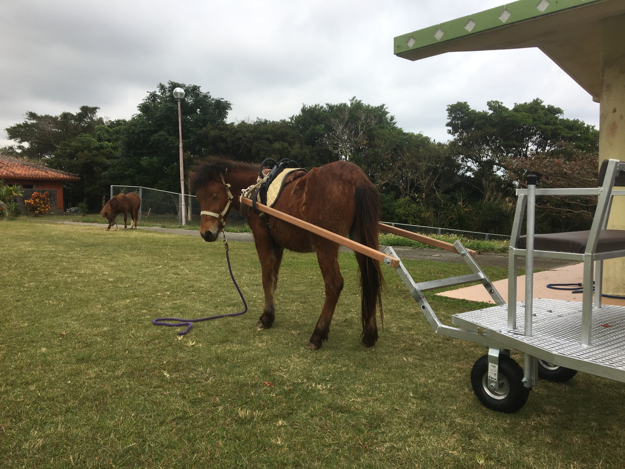 「ヨナグニウマ馬車元年に！」