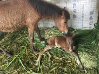 「与那国馬の赤ちゃん誕生」