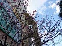 お花見 2022/02/12 16:02:20