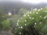 徳島二胡協会