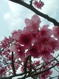 末吉公園の桜♪