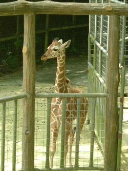 動物園♪