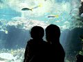 ちゅら海水族館へ♪