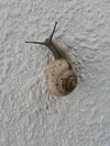 でんでんむしむしかたつむり～♪