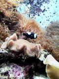 ちゅら海水族館へ♪