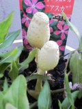 何だろう??