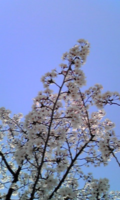 花見