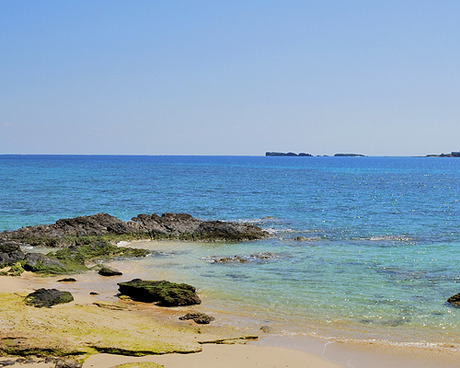 辺野古の海はキレイです。