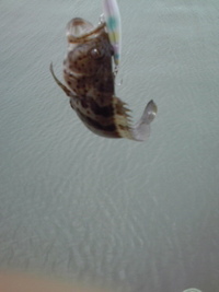 釣り時々ハンドル落下 2011/06/14 13:43:12