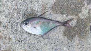 初釣行