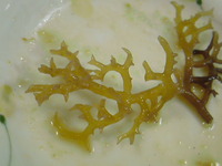 スーナ