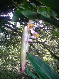 月桃の花