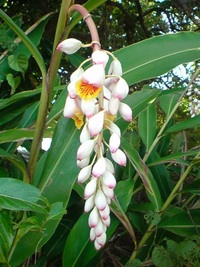 月桃の花