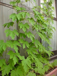 ゴーヤーと過ごした夏 2010  （その4）