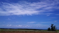 青空のタコライス