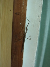 木の枝