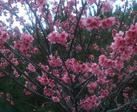 第30回 本部八重岳 桜まつり