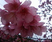 第30回 本部八重岳 桜まつり