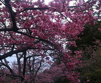 第30回 本部八重岳 桜まつり