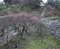 第1回 今帰仁グスク 桜まつり