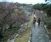第1回 今帰仁グスク 桜まつり