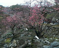 寒緋桜あれこれ