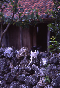波照間島−2002年9月