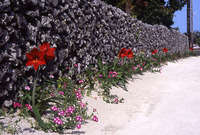 竹富島−2006年3月