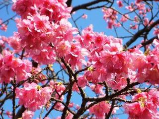 沖縄の桜 寒緋桜 ソメイヨシノと比べてかなり濃いピンク色 沖縄